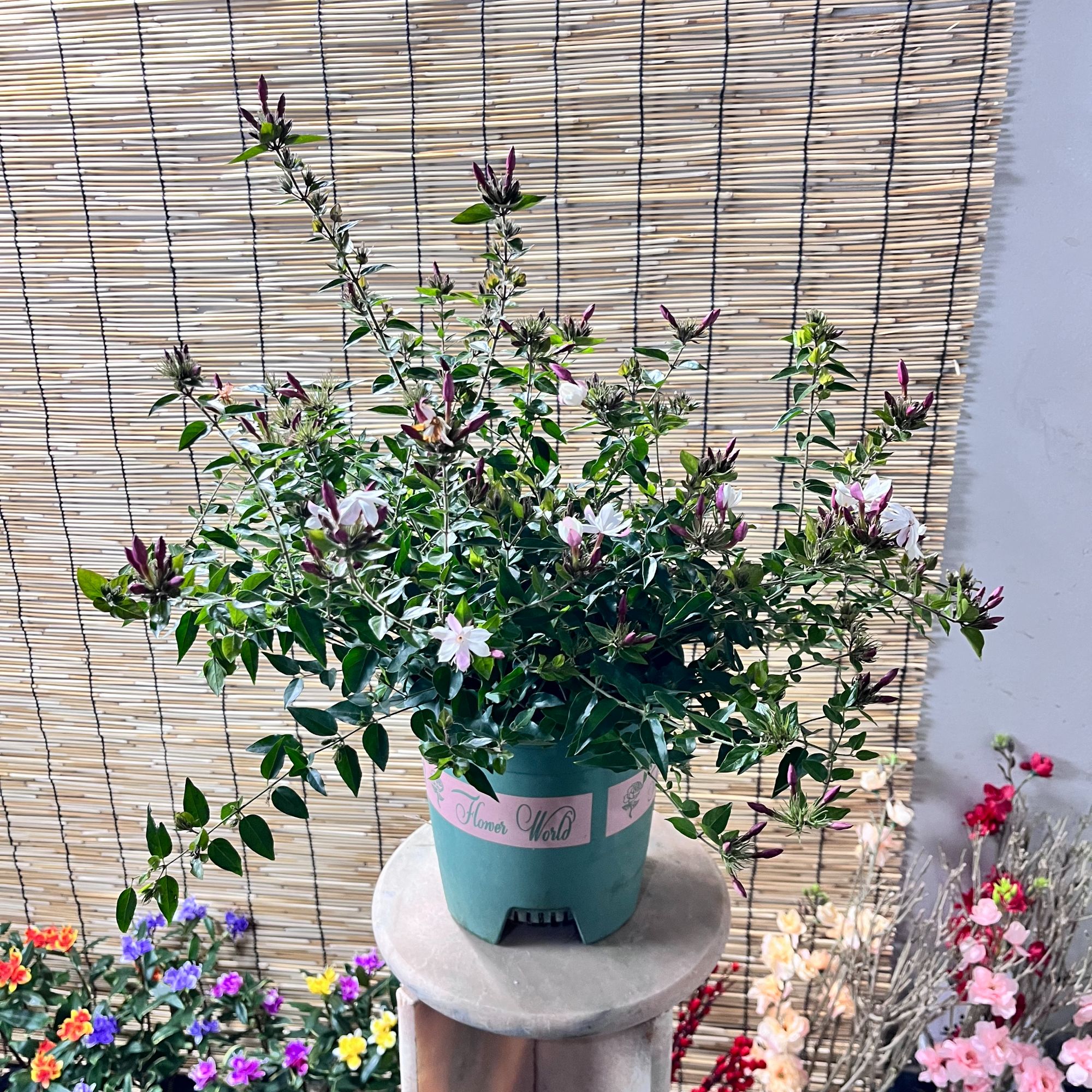 粉苞茉莉植物笔尖茉莉花盆栽阳台室内四季花卉浓香型开花好养绿植