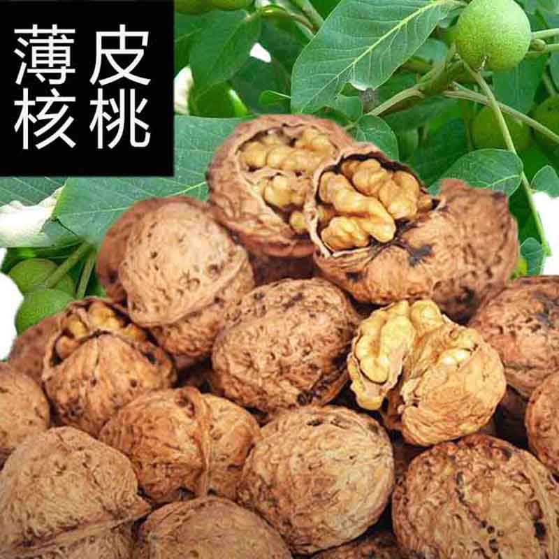 土核桃巫山高山土核桃皮薄手捏