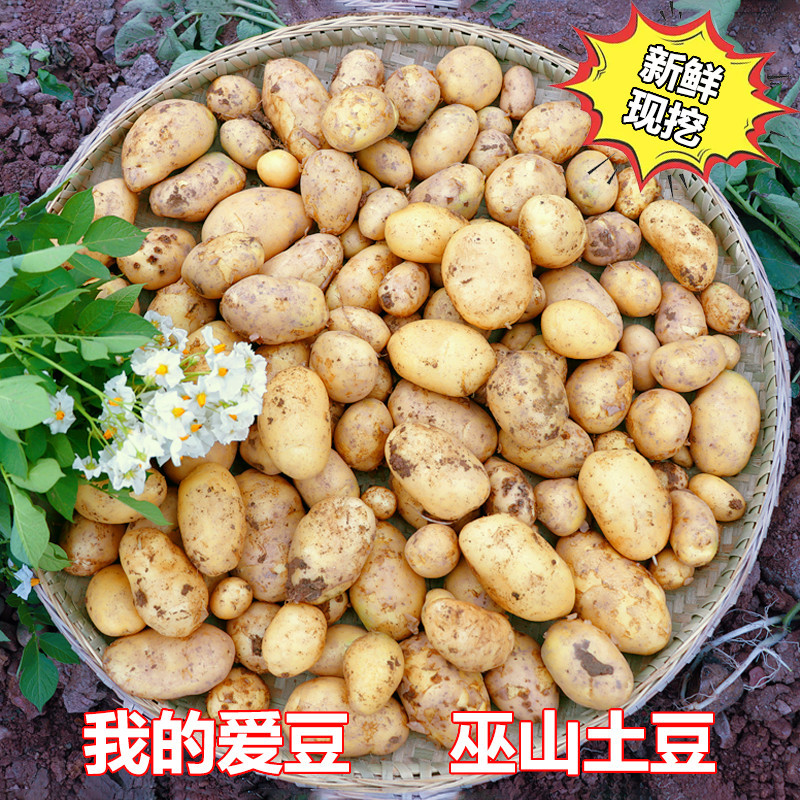 高山土豆新鲜现挖农家种植皮薄黄心黄皮粉糯洋芋马铃薯3斤5斤9斤