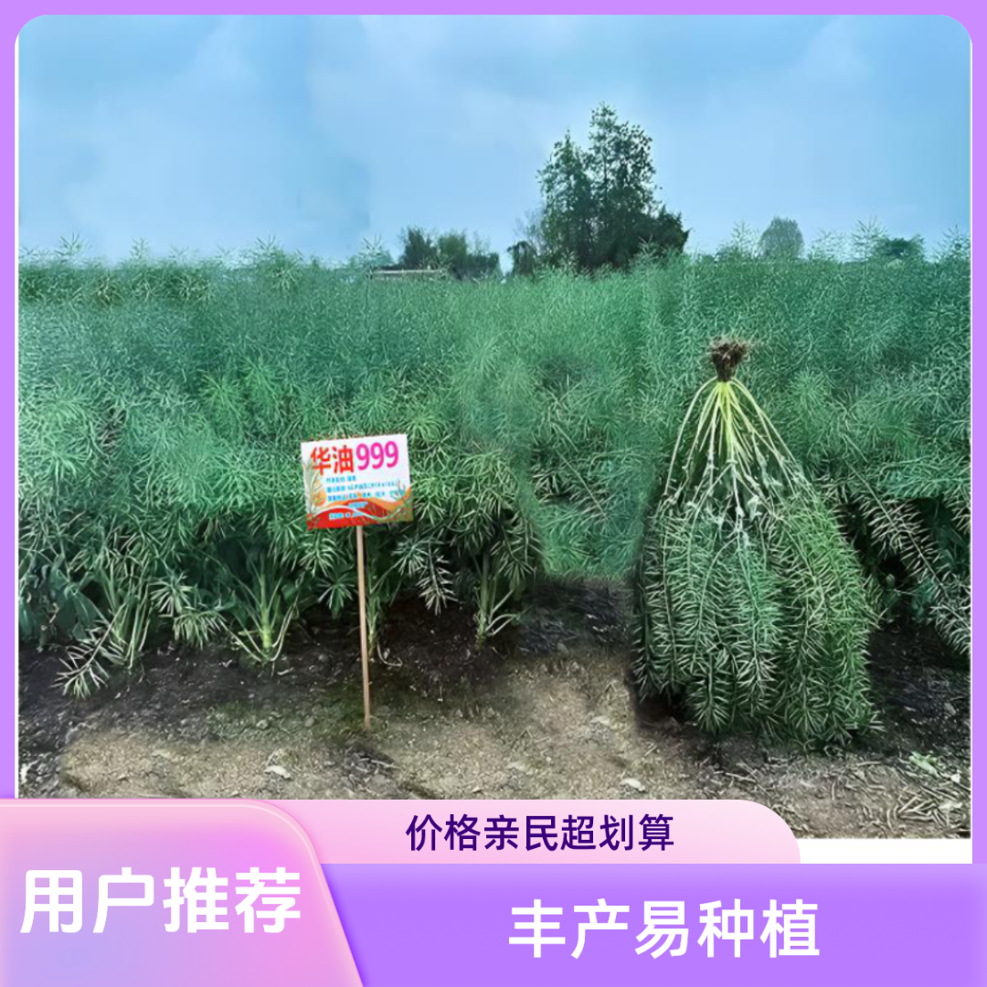 高产华油567油菜种子甘蓝型杂交油菜籽出油高矮杆耐寒【厂家直销】