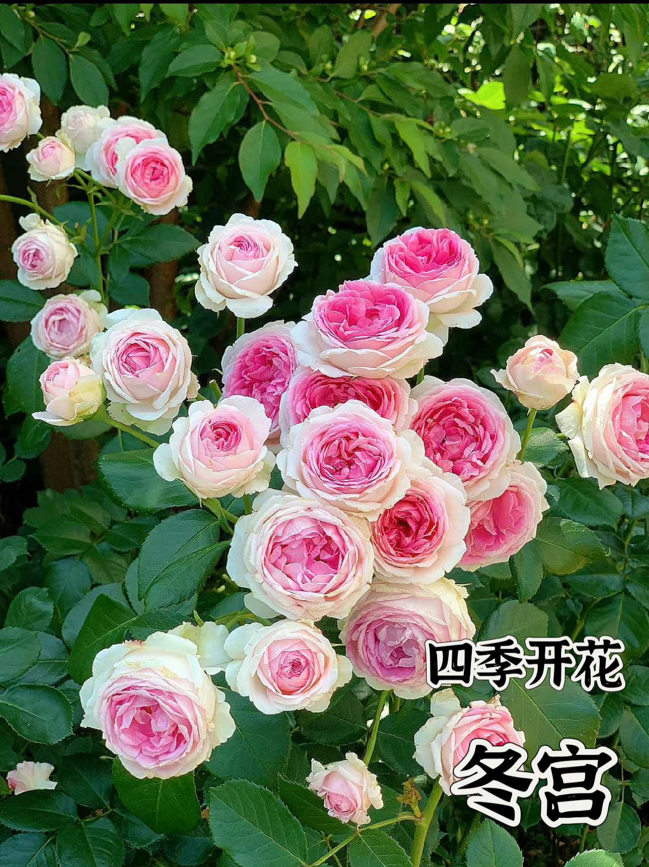 【冬宫】可儿茁时花园精选月季四季版粉龙藤本根接精品苗淡香生长快