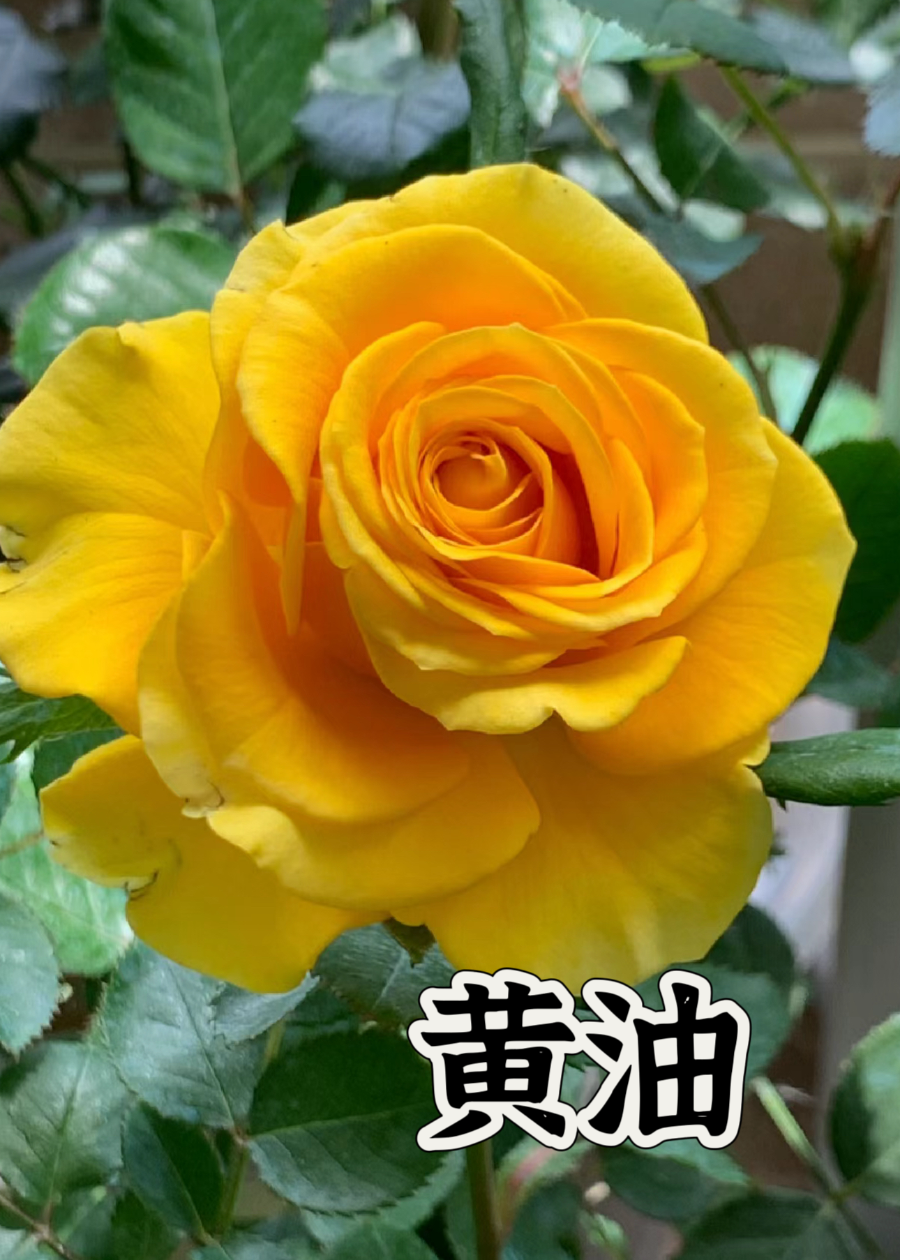 【黄油 】可儿茁时花园精选月季根接精品苗灌木勤花清香抗病好