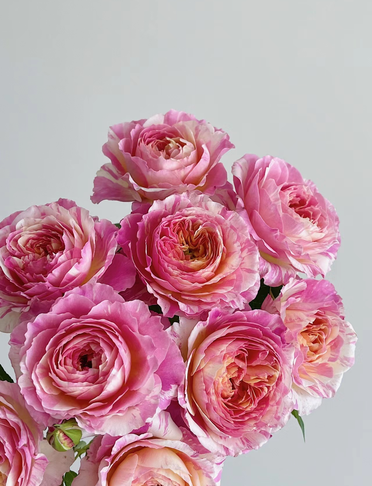 【莫奈】可儿茁时花园精选月季 根接精品苗灌木抗病耐热清香勤花