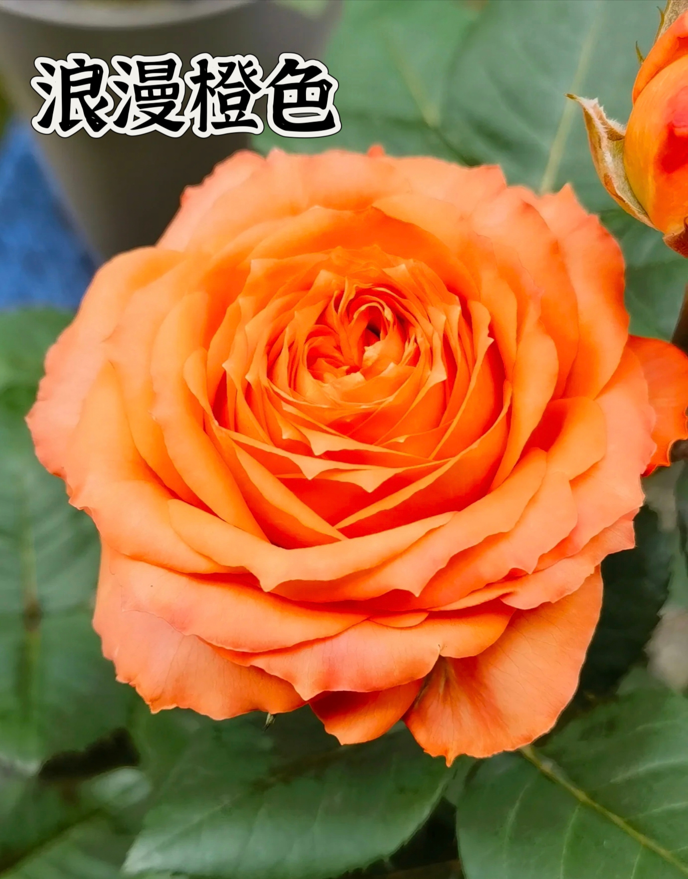 【浪漫橙色】可儿茁时花园精选月季根接精品苗灌木抗病耐热大花浓香