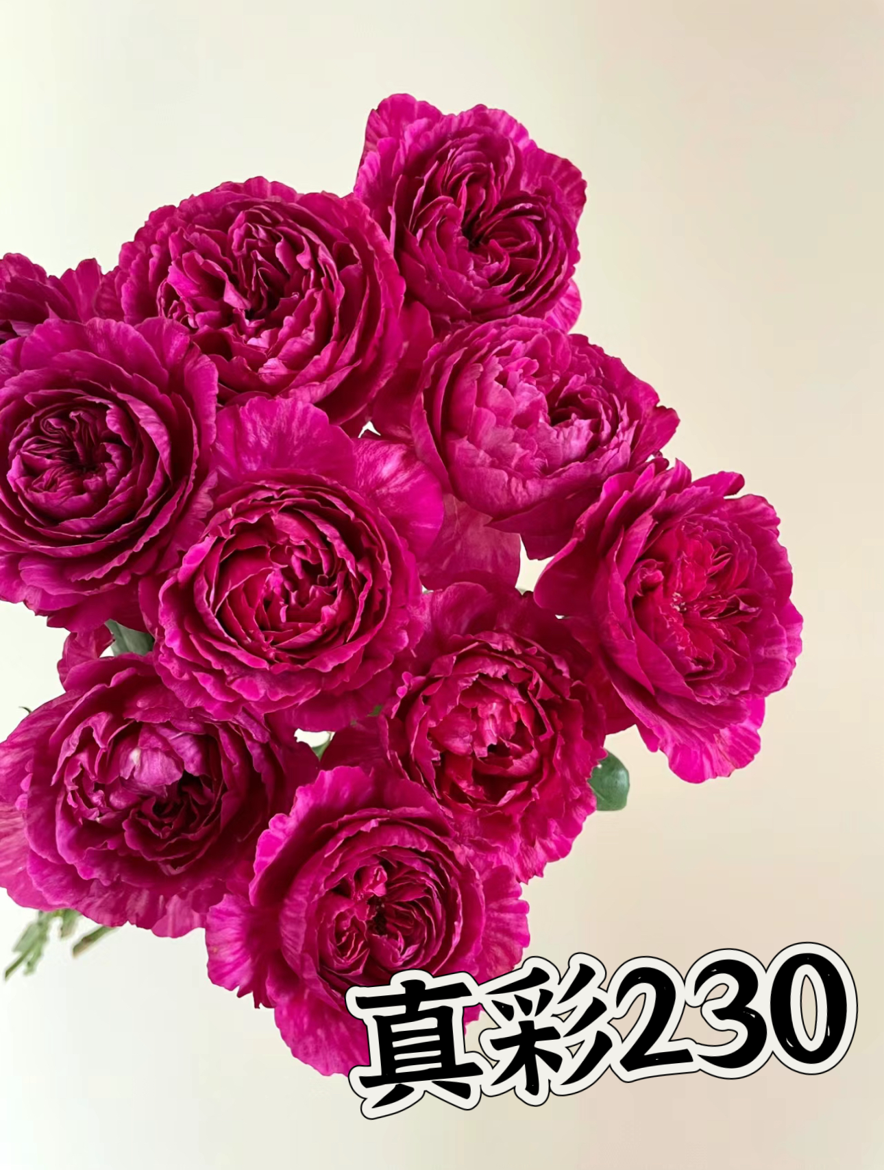 【真彩230】可儿茁时花园精选月季 根接精品露天苗浓香勤花抗病耐热