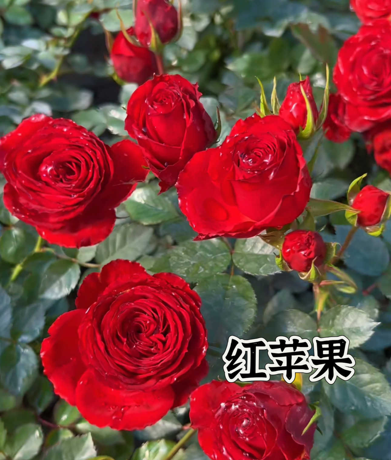 【红苹果】可儿茁时花园精选月季红苹果根接精品露天苗灌木清香多头