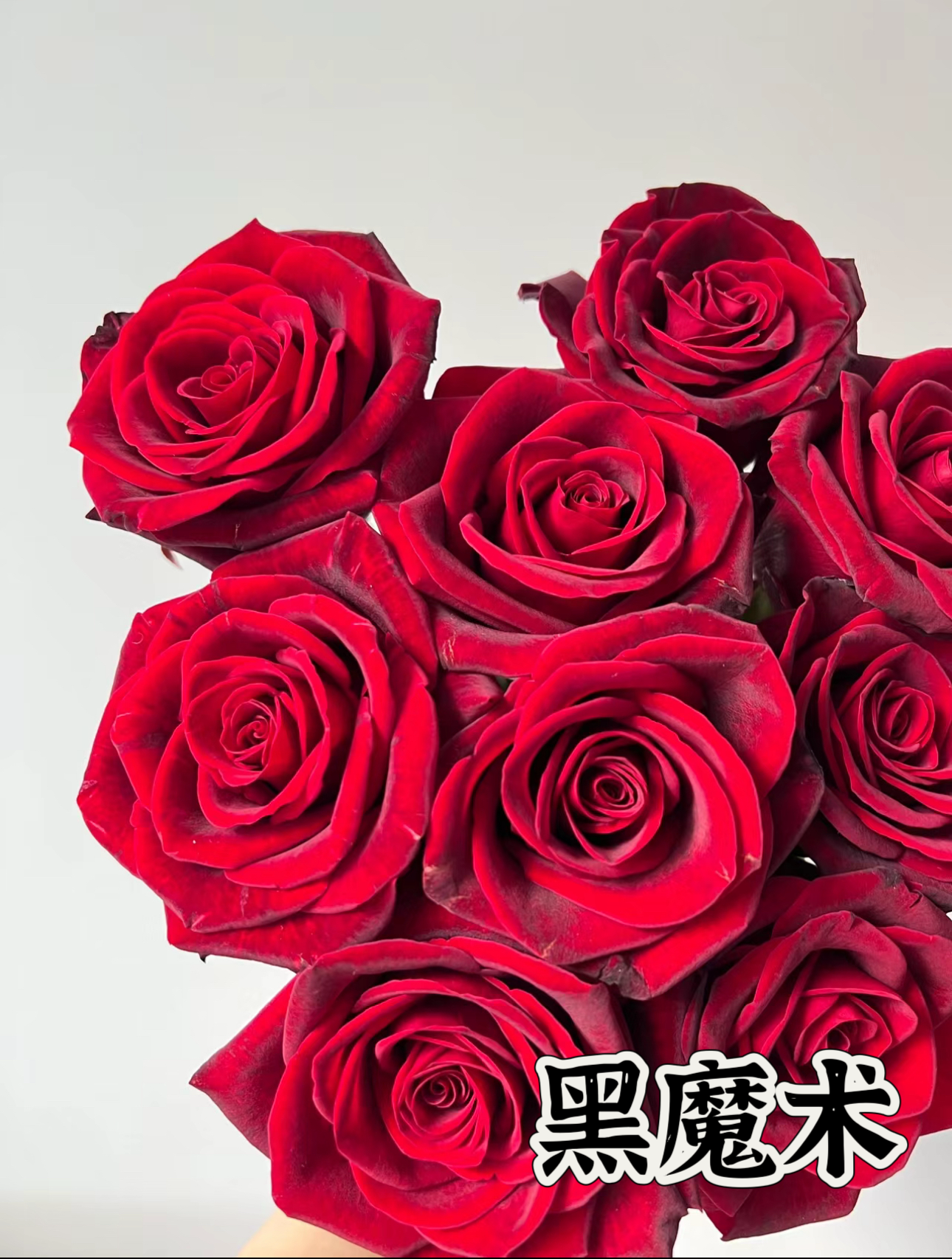 【黑魔术】可儿茁时花园精选月季根接精品苗 灌木 浓香 抗病 耐热