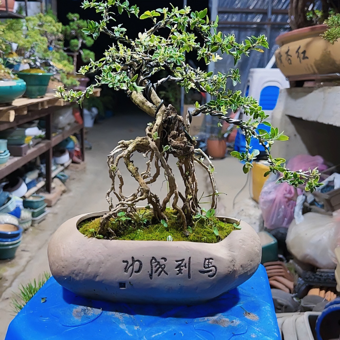  小叶榔榆雀梅火棘石榴黄杨枫树等等杂木盆景