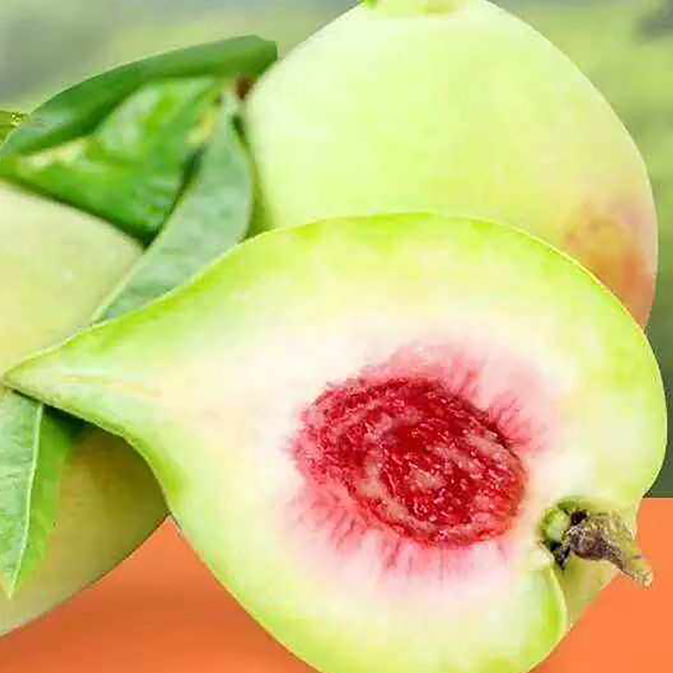 (顺丰包邮）广西鹰嘴桃新鲜现摘水果农家脆爽蜜甜桃子