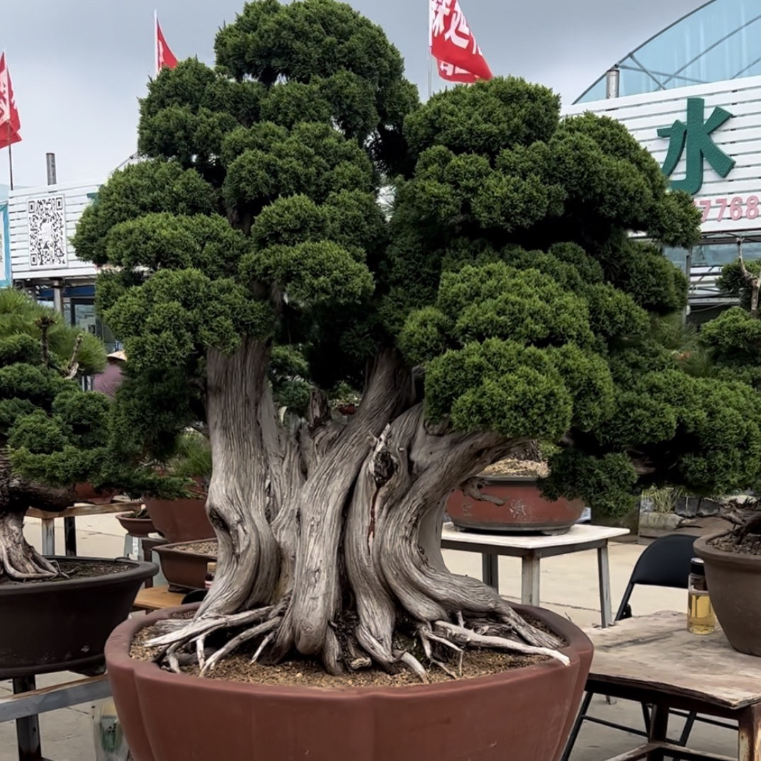 系鱼川 济州真柏 黑松造型盆景老桩 【一物一拍】