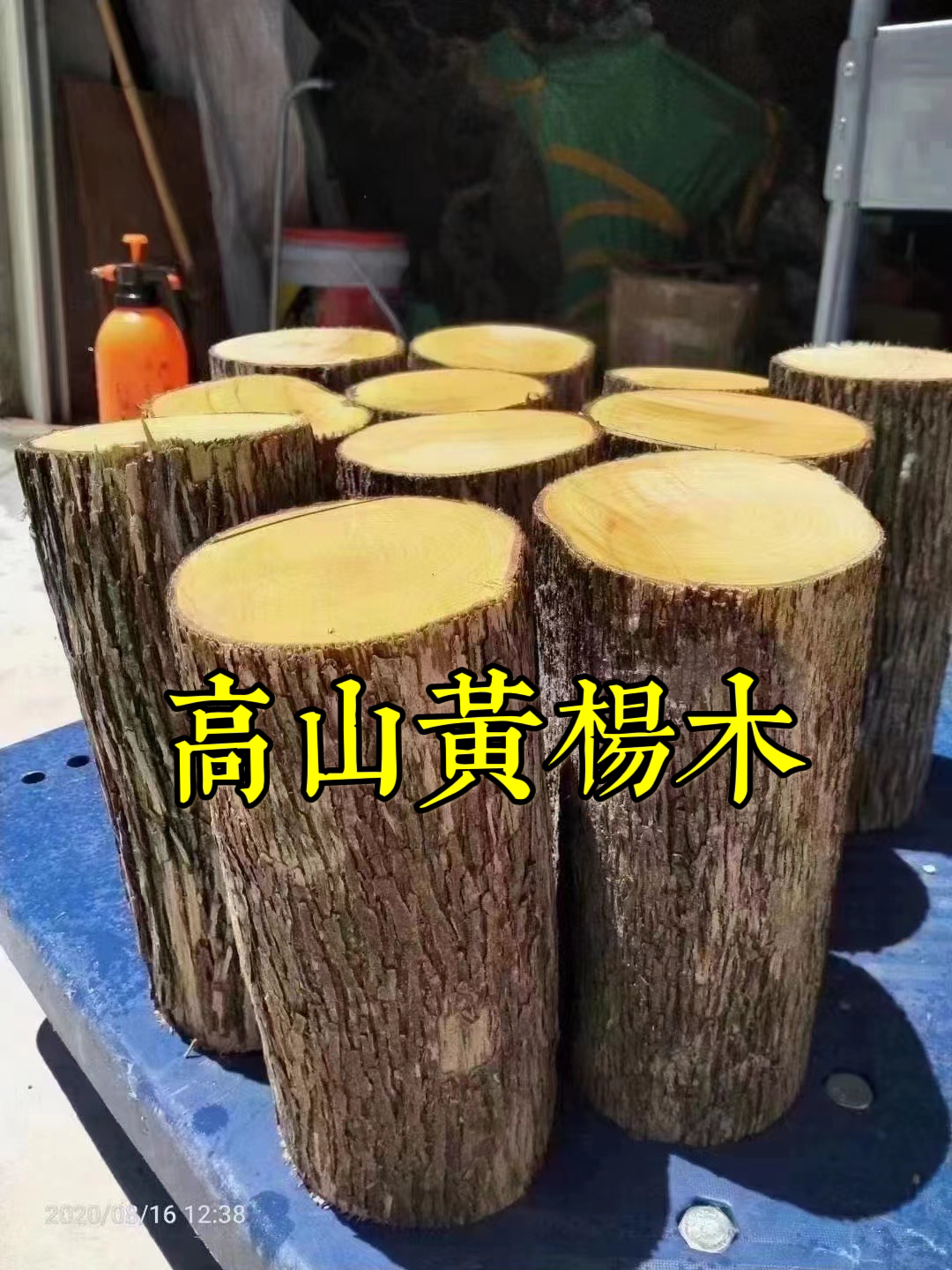 正宗湖北高山大叶黄杨木 雕刻木料 弹弓料 家具料 笔筒木旋工艺品