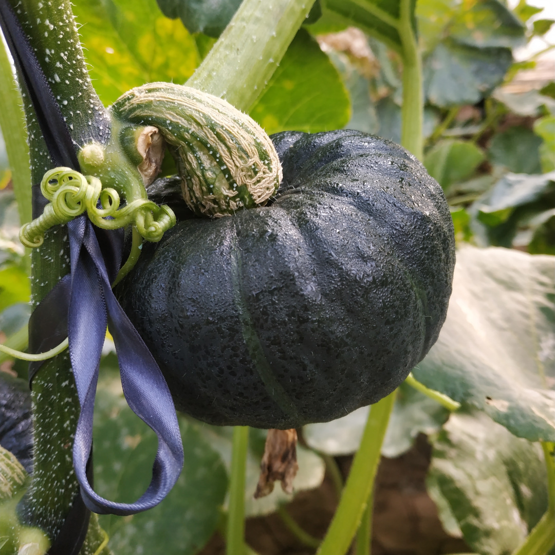 【嘉鑫】贝贝南瓜板栗味贝贝小南瓜栗面日本品种老瓜蔬菜新鲜5斤一