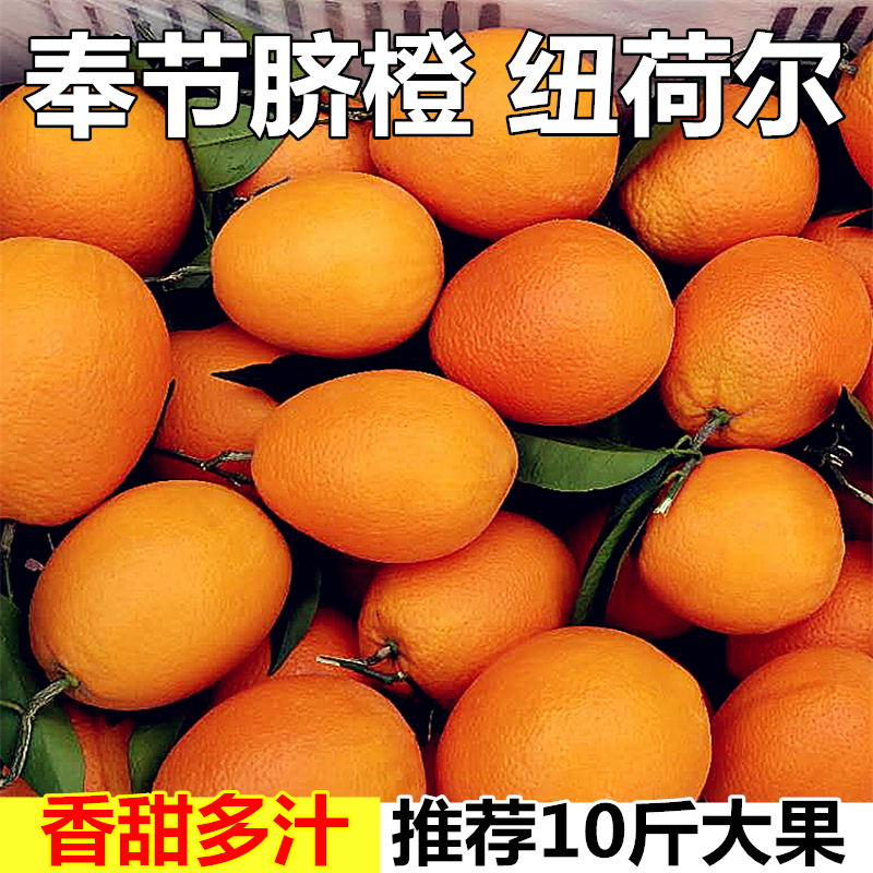 【嘉鑫】正宗重庆奉节脐橙福本纽荷尔现摘现发72-1伦晚脐橙甜橙当季