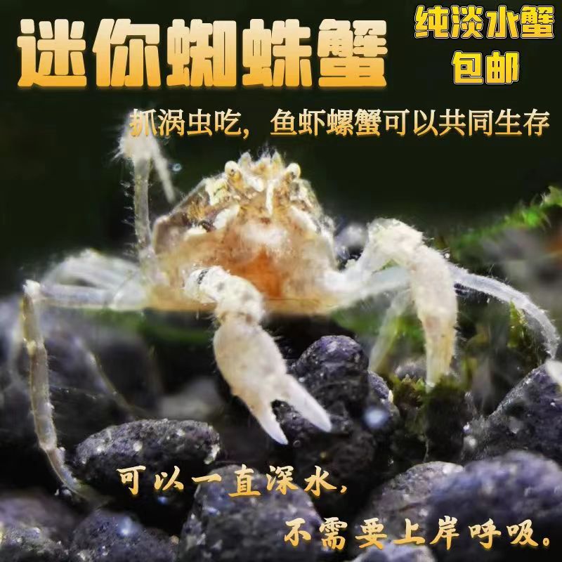 泰国迷你蜘蛛蟹迷你宠物观赏除藻蟹淡水活体草缸爬宠深水蟹吃涡虫