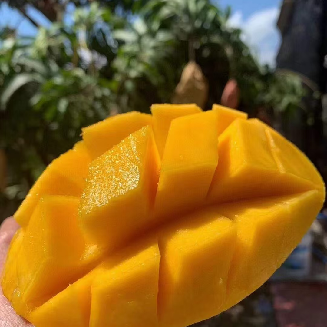 海南金煌芒单果750g五斤装八斤装基地包邮直发