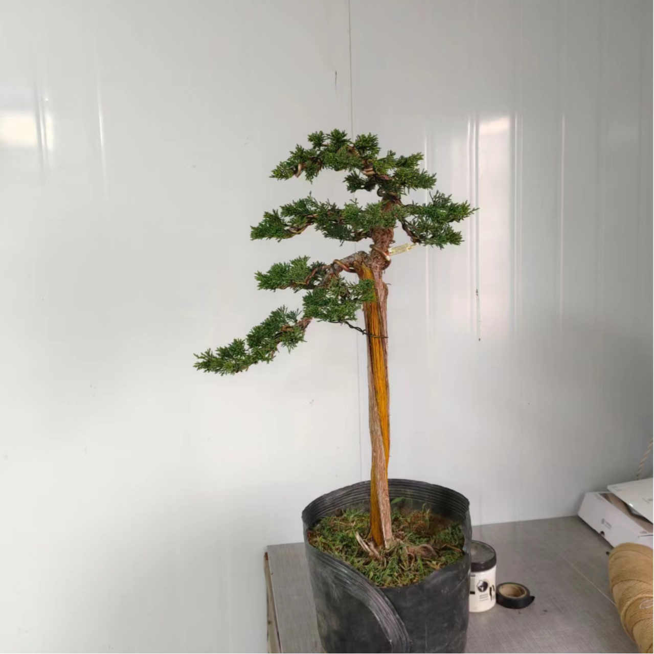 直播间专用链接一物一拍盆景
