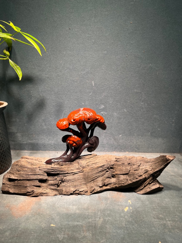 灵芝盆栽室内摆件小盆景办公室