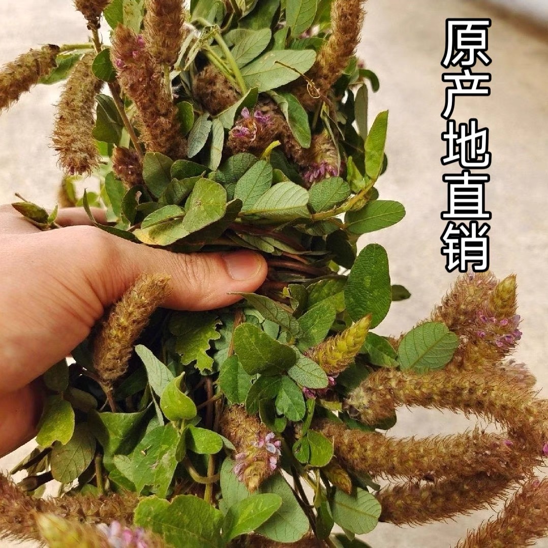 广西深山野生狸尾草羊咩香自然晒干无硫干货100g/250g/500g