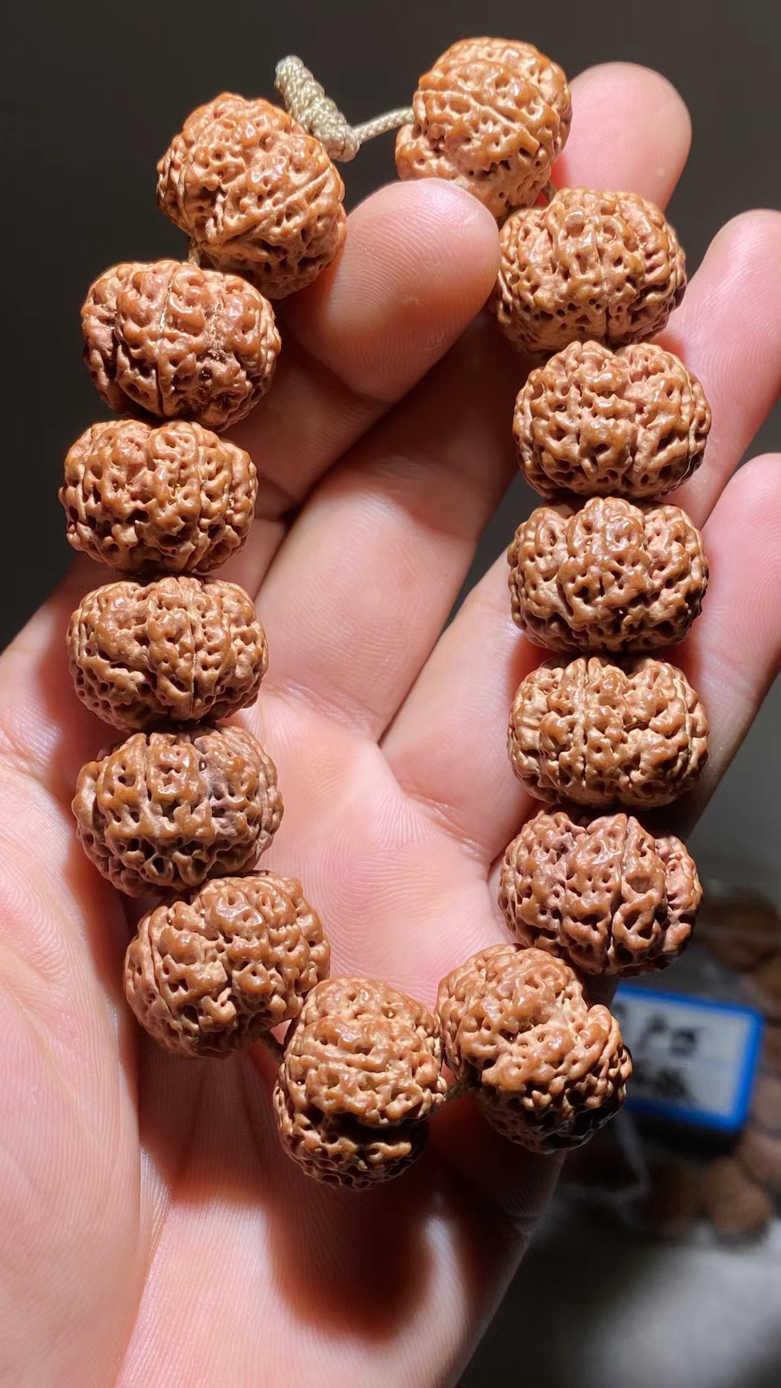 双龙梅花铁籽手串尺寸2324天然飞碟矮桩平头平尾龙脊突出花瓣屁股