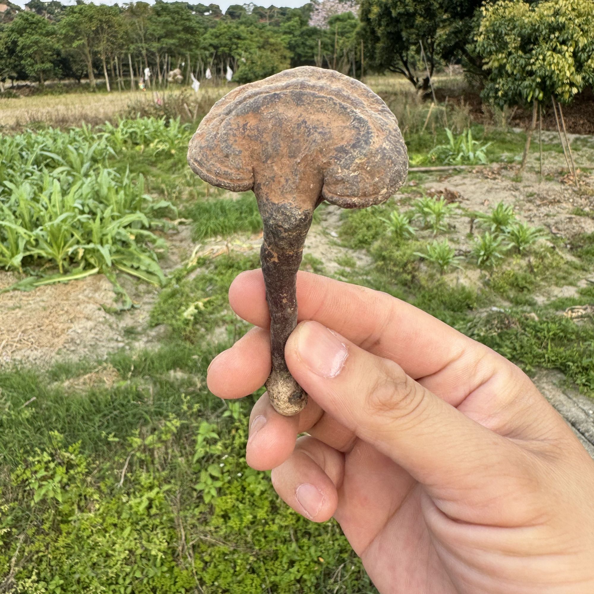 云南矮脚精小赤灵芝只卖爷生货无硫无醺煮水煲汤养生250/灵芝干货