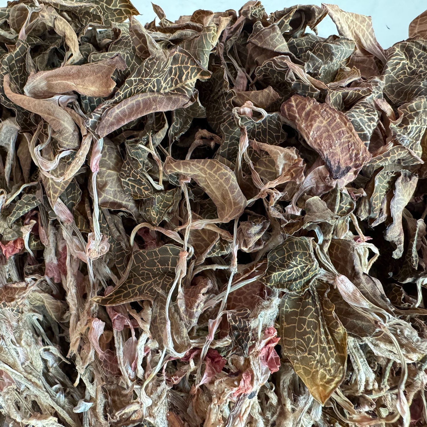 福建小叶尖叶整株无碎金线莲品相好 炖汤煮水泡茶 可搭配灵芝桑黄