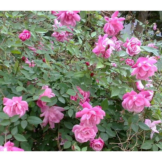 庭院阳台盆栽花卉 老月季月月粉 粉红半藤本香花月季 高约20厘米