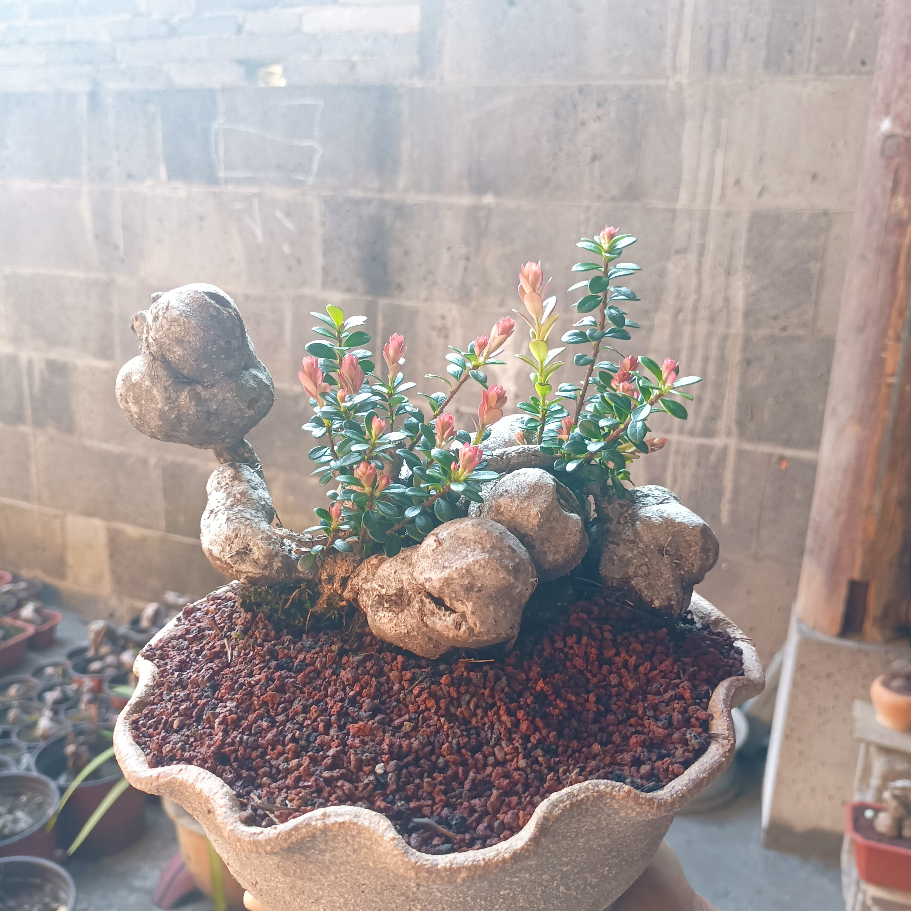 红花米叶五翅梅，四季常青开花不落叶