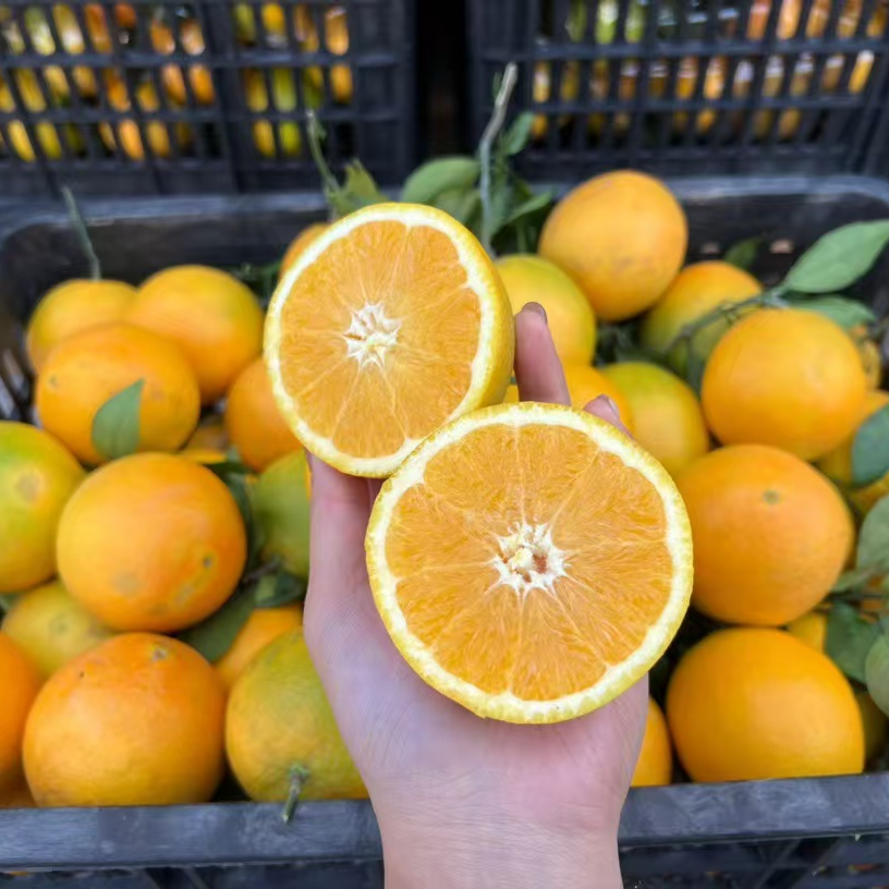 甜德扣 蜂蜜橙细腻化渣 汁水超多当季限定5斤 10斤装