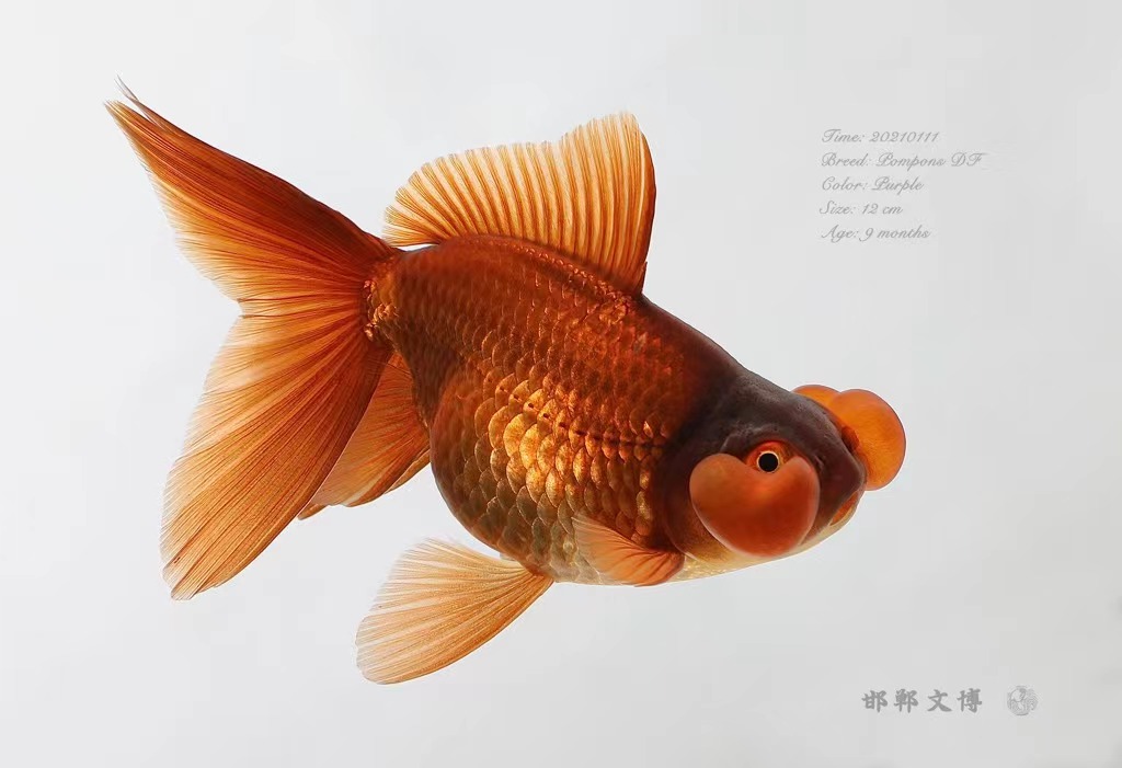 1龄精品紫水泡传统金鱼