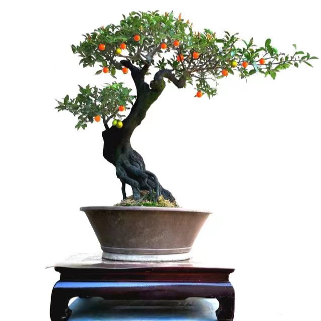 金弹子又名瓶兰花 小微盆景 直播间一物一拍  （请勿随意下单）