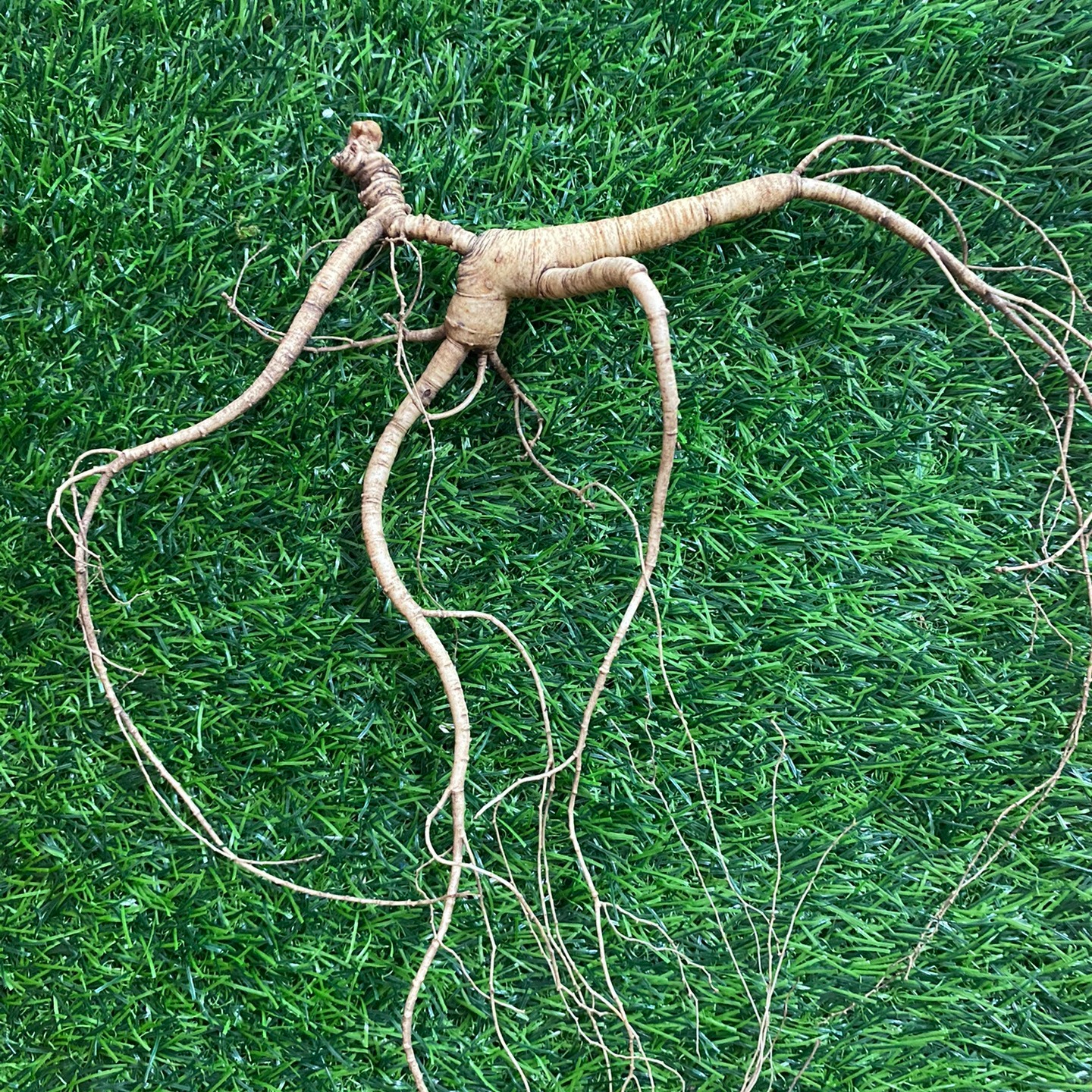 放山货放山人参源于大自然的好人参