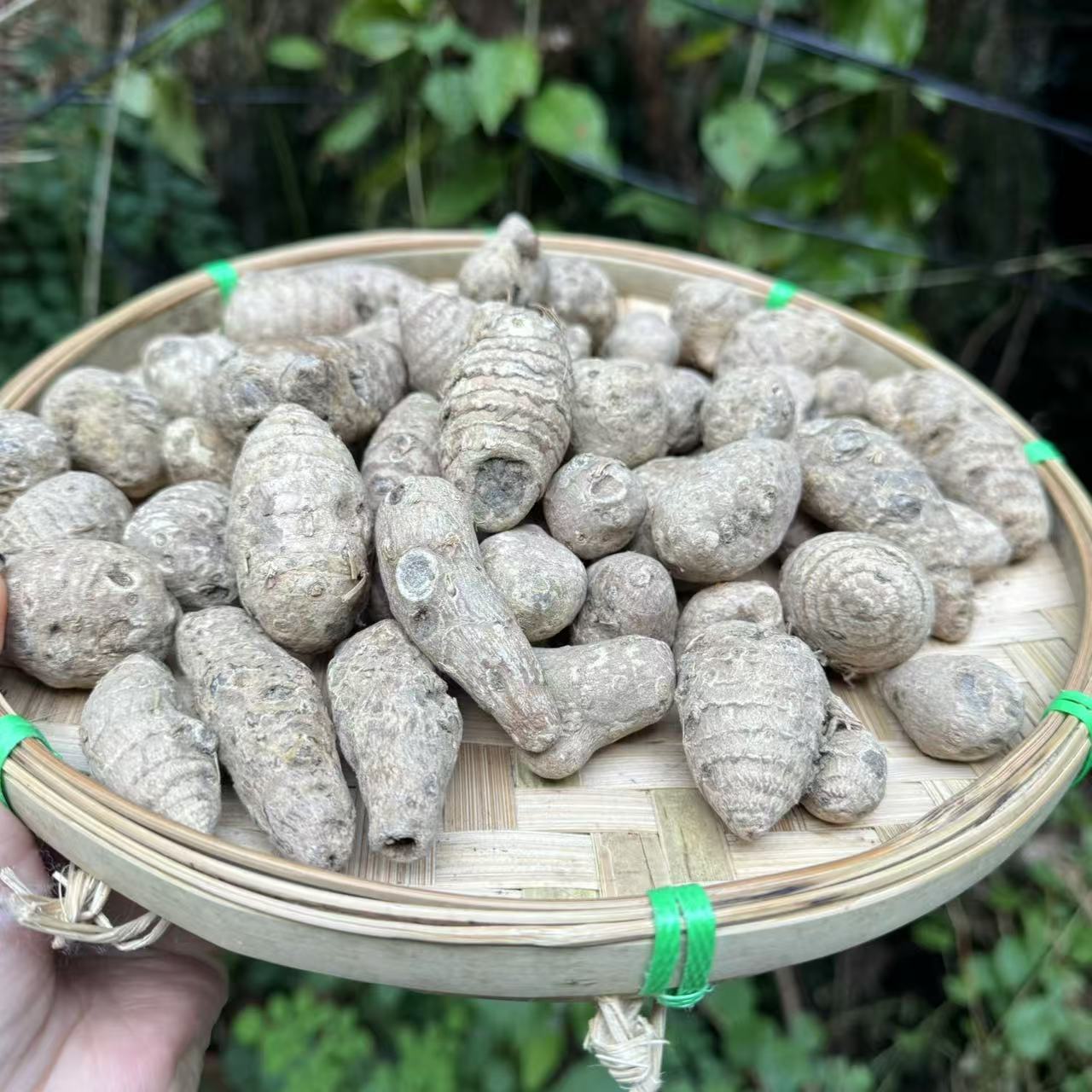 2【雪-三-七】净含量：500g【小英现收】