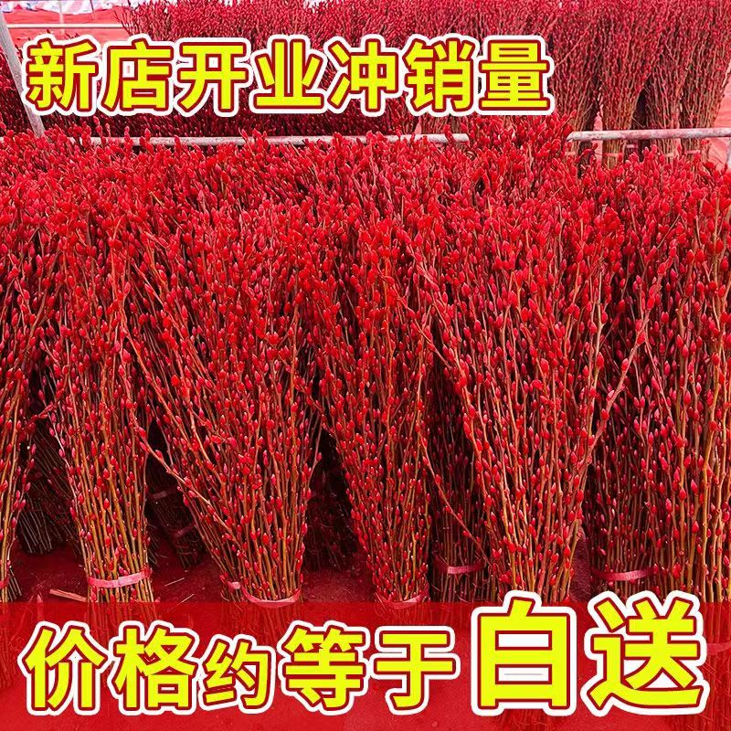 银柳鲜枝真花年宵花干花红色彩色银柳耐寒水培花卉植物室内喜庆