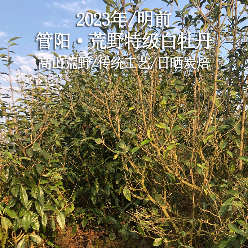 【枞语】2023年荒野特级白牡丹管阳高山自家荒野日晒炭焙福鼎白茶
