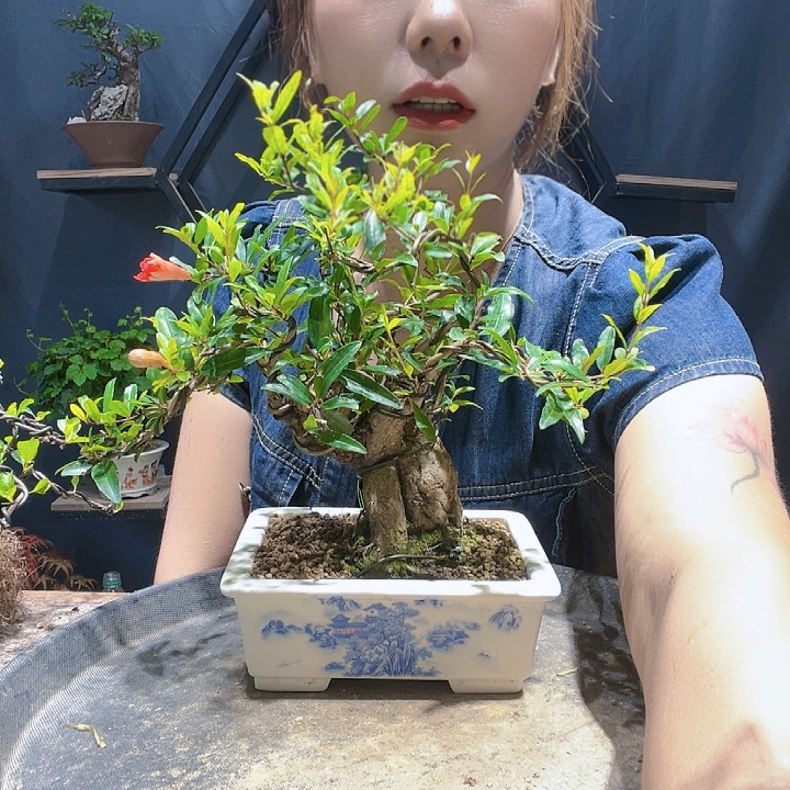 花花花花花花花花花花花