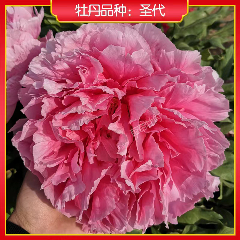 圣代牡丹鲜花（秋季发苗先发肥料）牡丹花