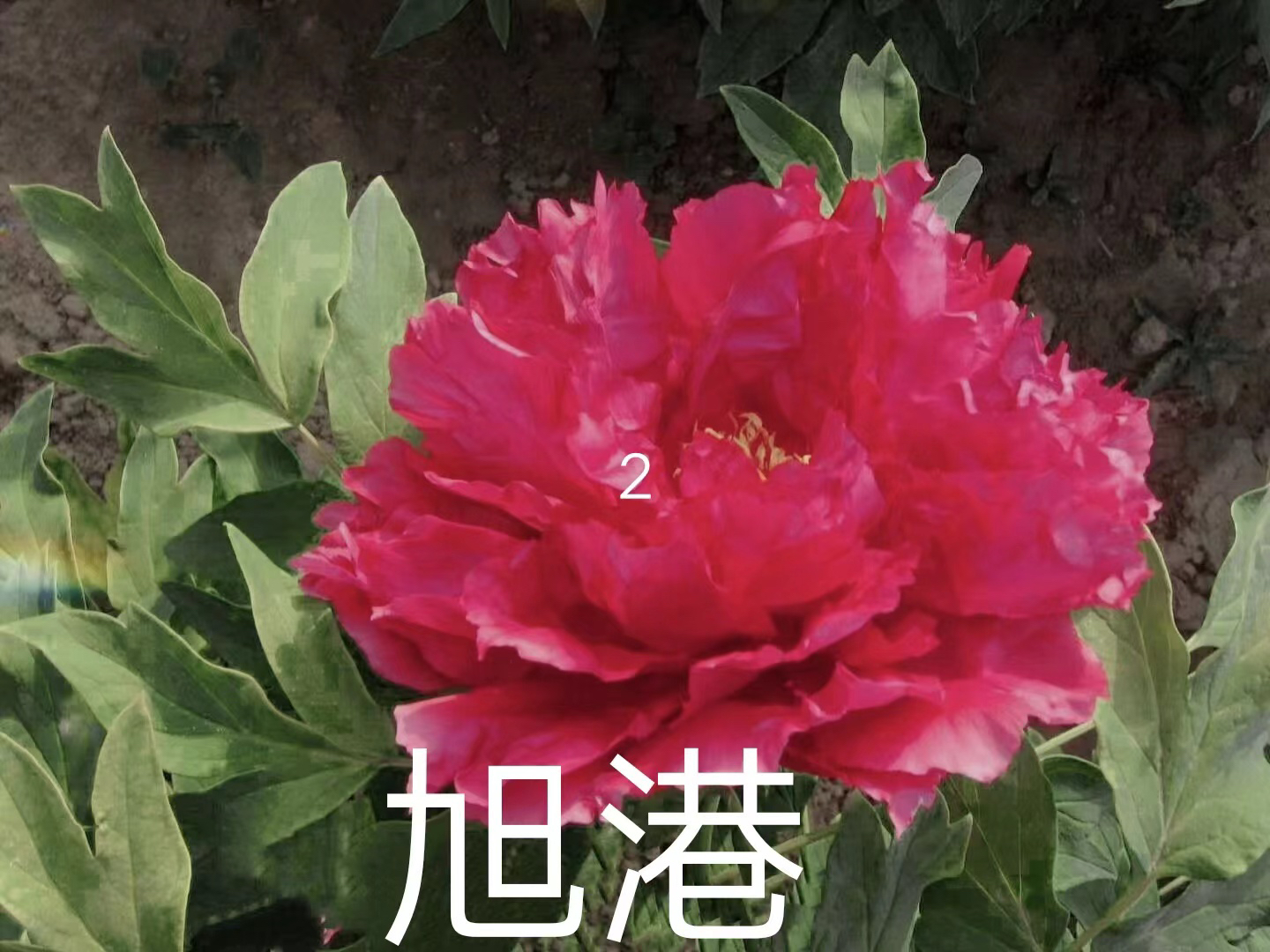 旭港牡丹（先发肥料秋季发苗）