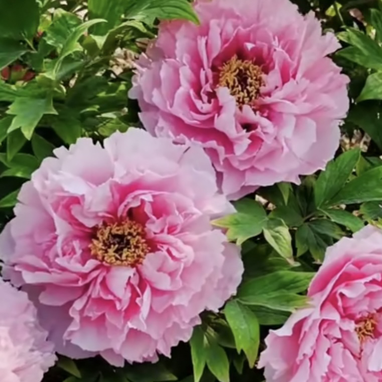 肉芙蓉牡丹八枝左右（先发肥料秋季发苗）