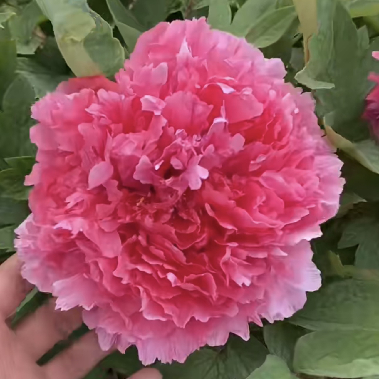 珊瑚台牡丹八枝（先发肥料秋季发苗秦岭巨蟒）