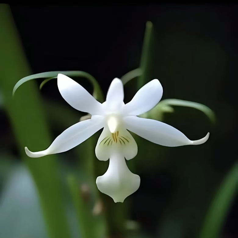 兰花一物一拍100-1000