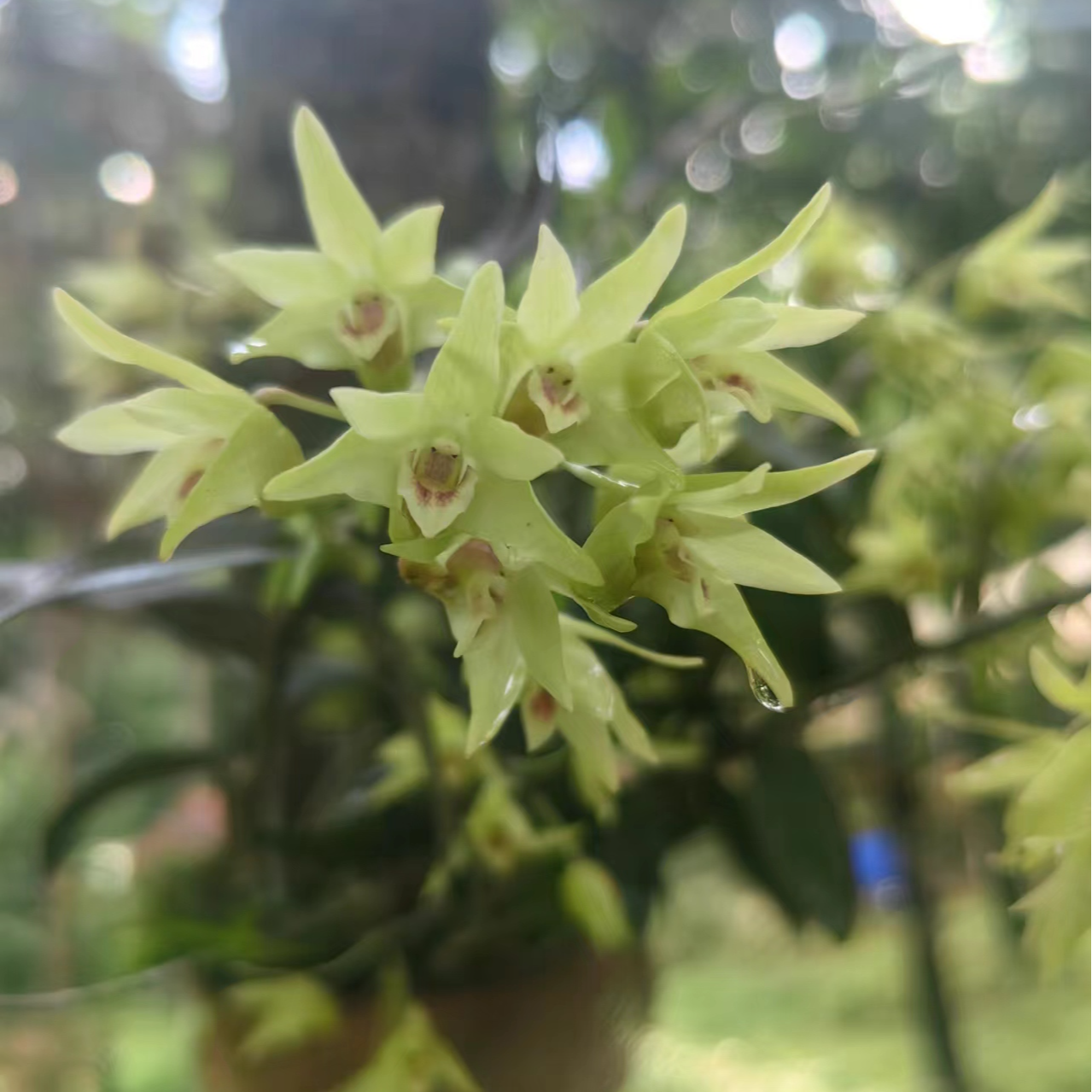 仿野生铁皮石斛基地滋养品质低温烘干天然生长优质营养品质滋养