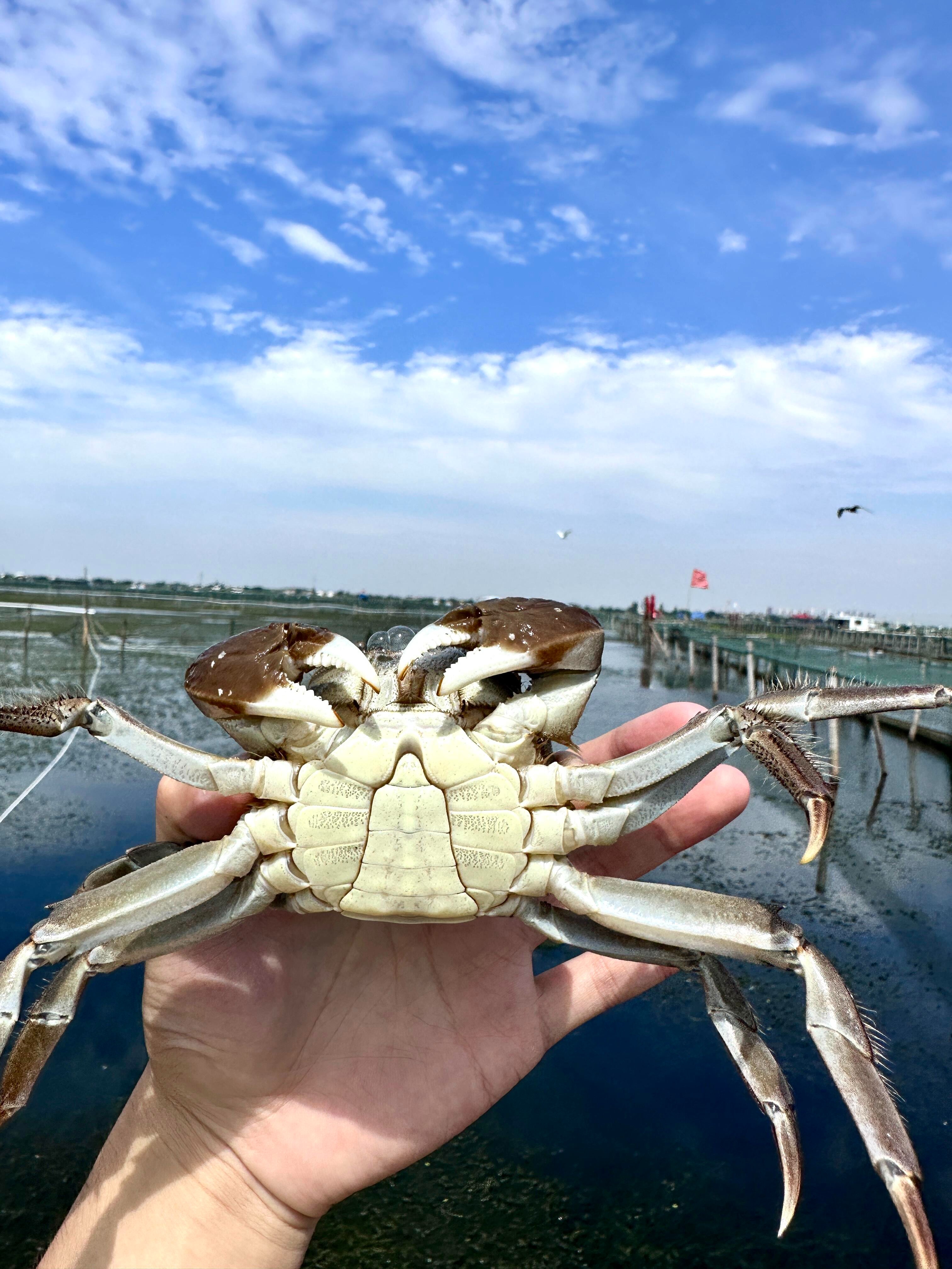 【蟹老板】沱湖大闸蟹 母蟹3.0两/只 