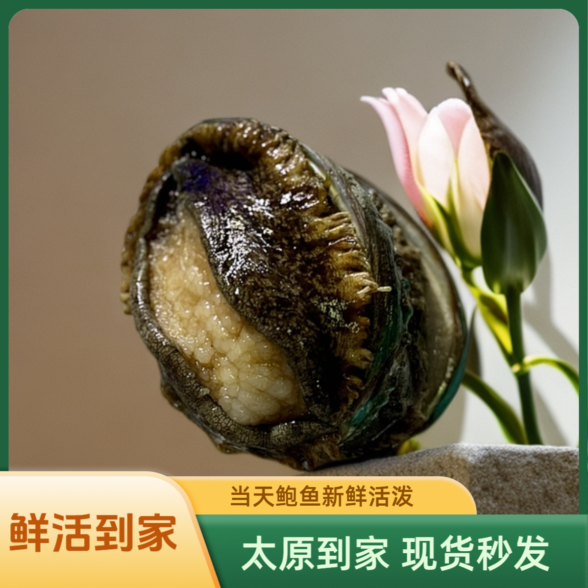 【保鲜保活】鲍鱼 单个装
