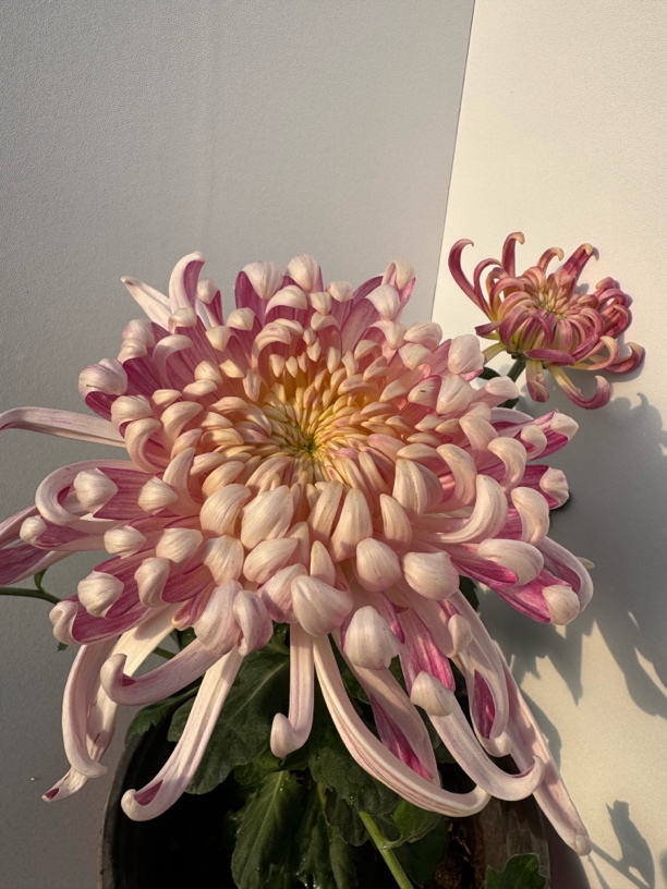 【国华圣者】稀有大花型九月大菊花品种盆栽好养活 原盆原土包对版