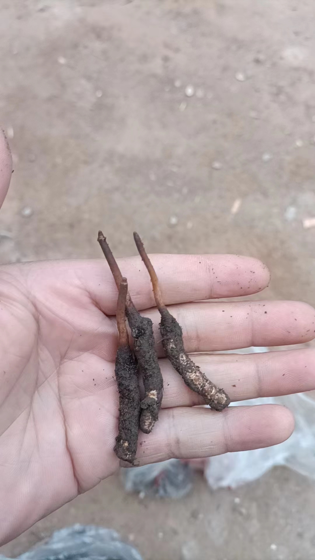 2023年青海冬虫夏草