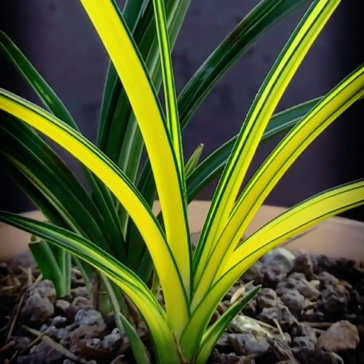 线艺兰花专用直播链接（样品）