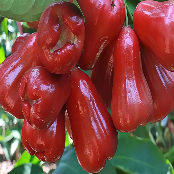 【新品】黑金刚莲雾/2枚