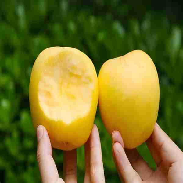 （新品福利）黄金维纳斯苹果4枚约1.5斤