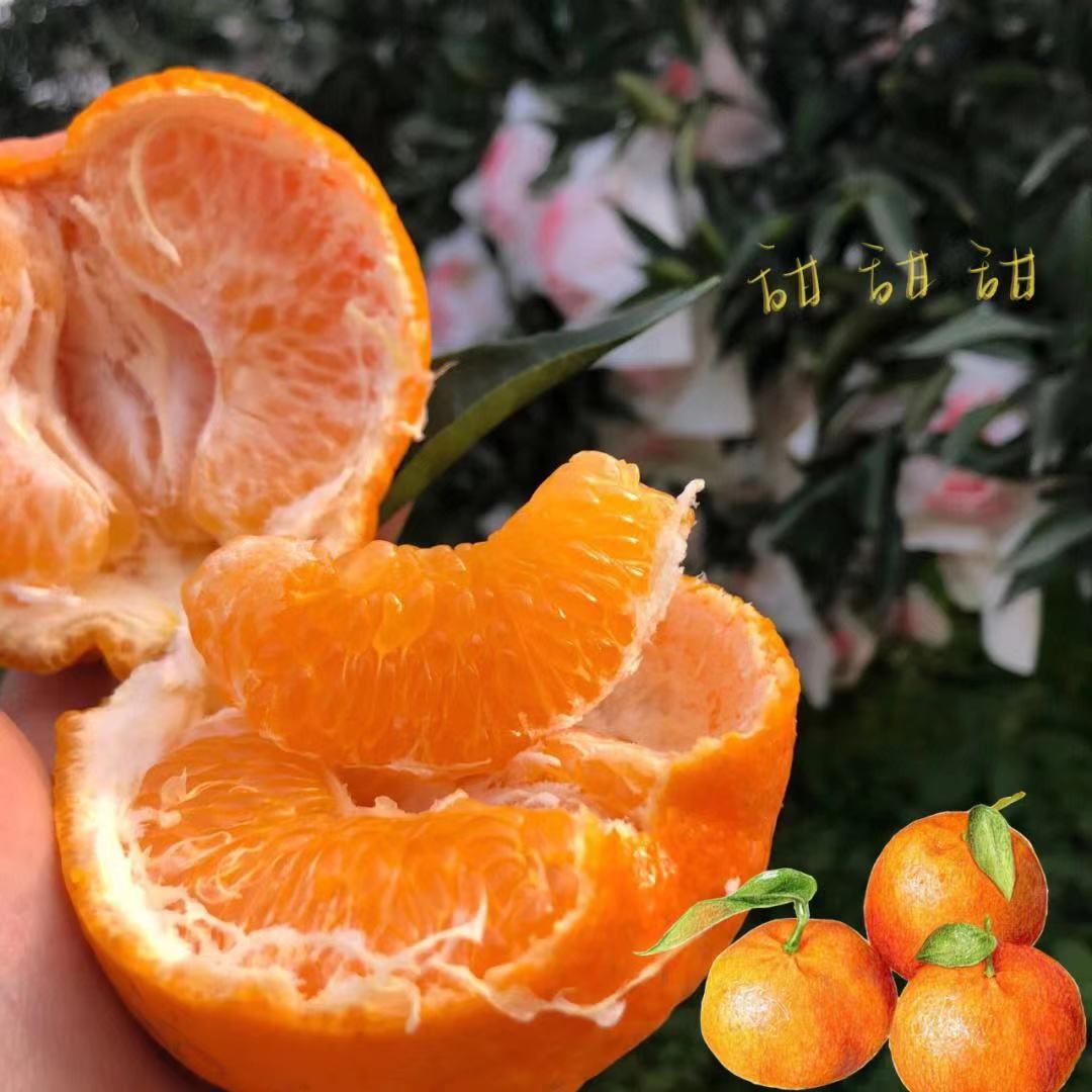 【新品】粑粑柑/4枚/1.5斤左右四川省