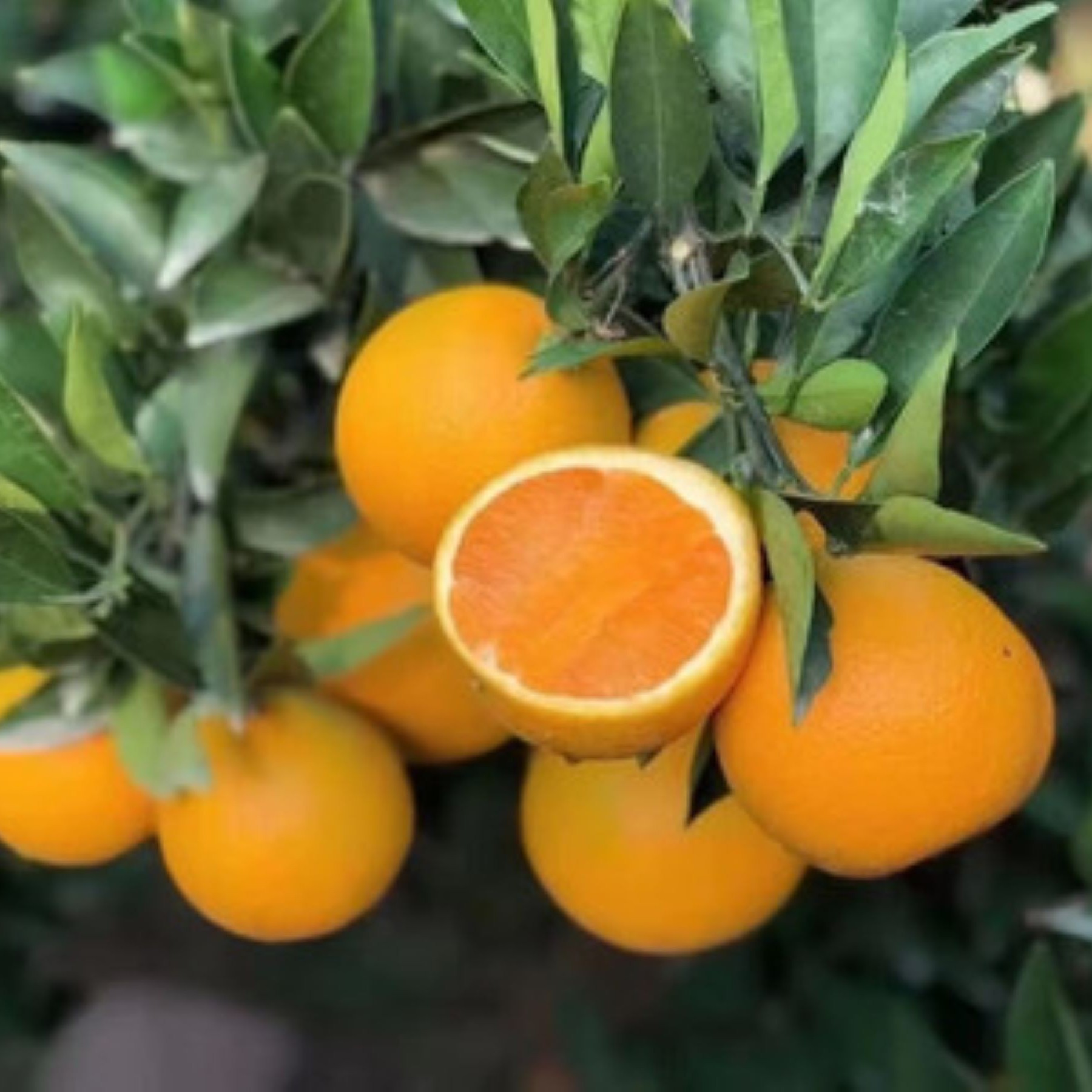 （橙皇）纯甜4枚/约2斤